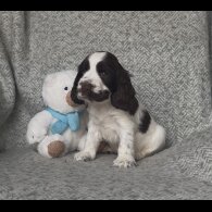 Cocker Spaniel (Show) - Both