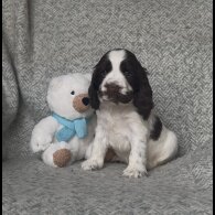 Cocker Spaniel (Show) - Both