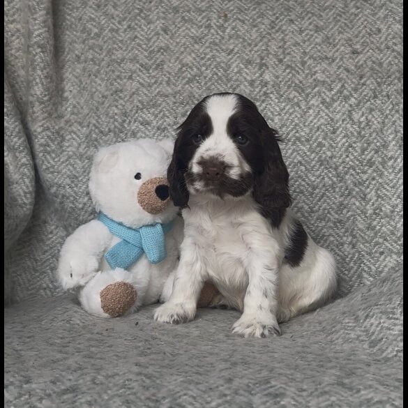 Cocker Spaniel (Show) - Both