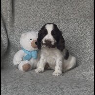 Cocker Spaniel (Show) - Both