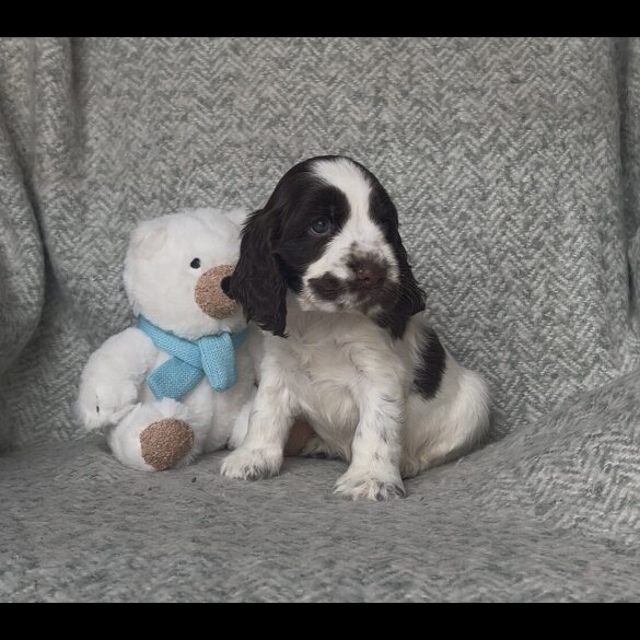 Cocker Spaniel (Show) - Both