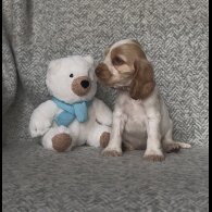 Cocker Spaniel (Show) - Both