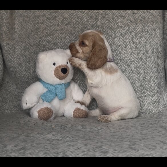 Cocker Spaniel (Show) - Both