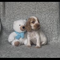 Cocker Spaniel (Show) - Both