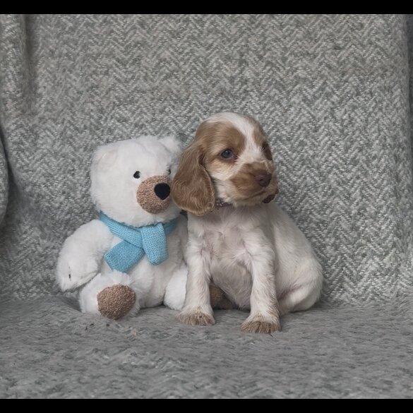 Cocker Spaniel (Show) - Both
