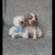 Cocker Spaniel (Show) - Both