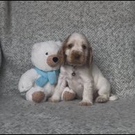 Cocker Spaniel (Show) - Both