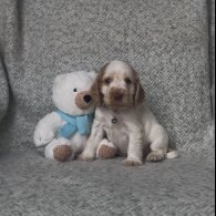 Cocker Spaniel (Show) - Both