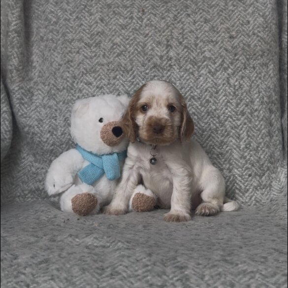 Cocker Spaniel (Show) - Both