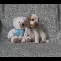 Cocker Spaniel (Show) - Both