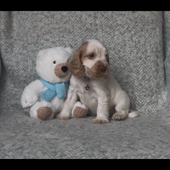 Cocker Spaniel (Show) - Both