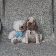 Cocker Spaniel (Show) - Both