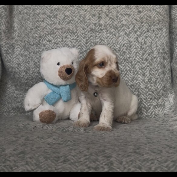 Cocker Spaniel (Show) - Both