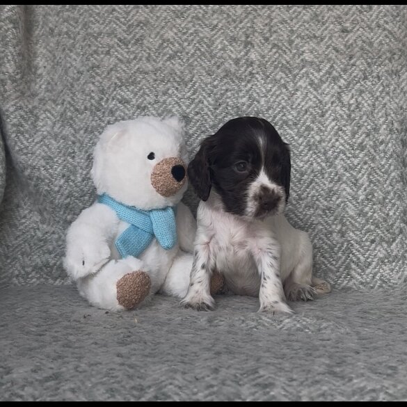 Cocker Spaniel (Show) - Both