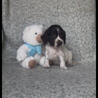 Cocker Spaniel (Show) - Both