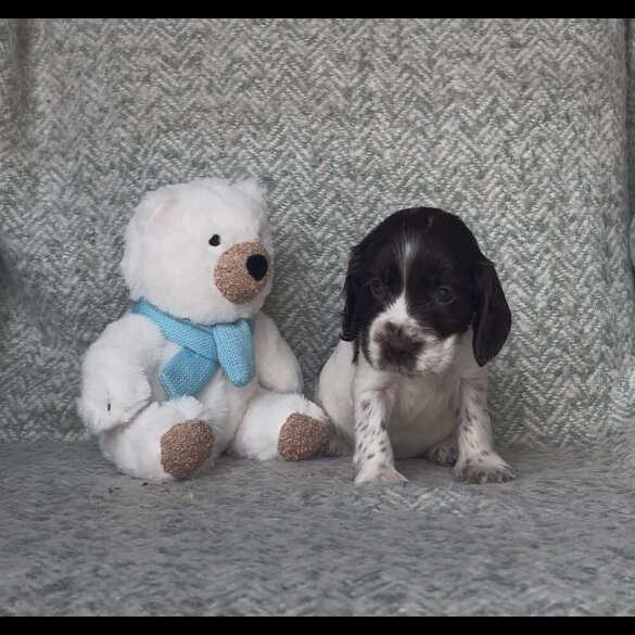 Cocker Spaniel (Show) - Both