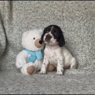 Cocker Spaniel (Show) - Both