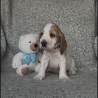 Cocker Spaniel (Show) - Both