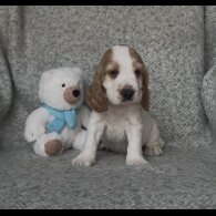 Cocker Spaniel (Show) - Both