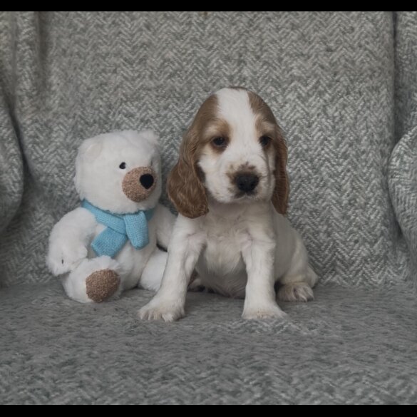 Cocker Spaniel (Show) - Both