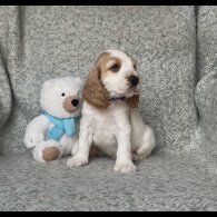 Cocker Spaniel (Show) - Both