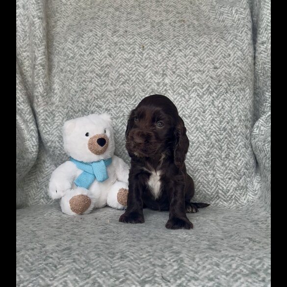 Cocker Spaniel (Show) - Both