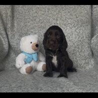 Cocker Spaniel (Show) - Both