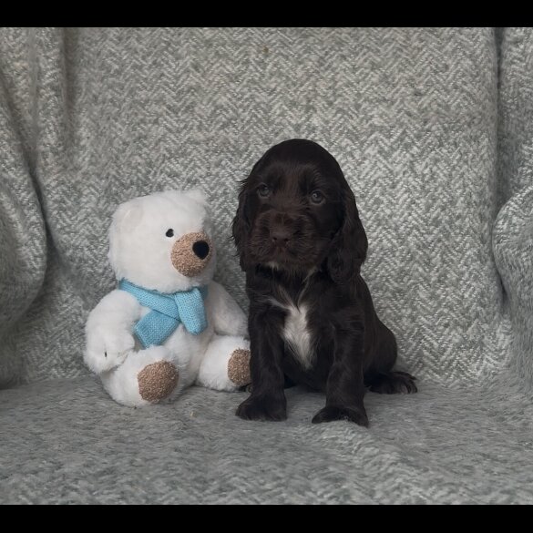 Cocker Spaniel (Show) - Both