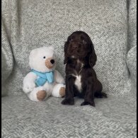 Cocker Spaniel (Show) - Both