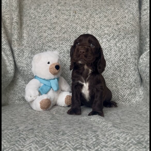 Cocker Spaniel (Show) - Both