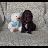 Cocker Spaniel (Show) - Both