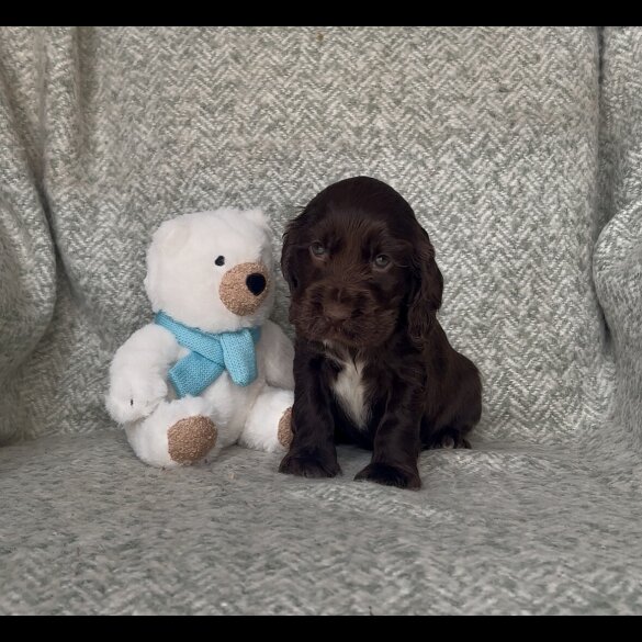 Cocker Spaniel (Show) - Both