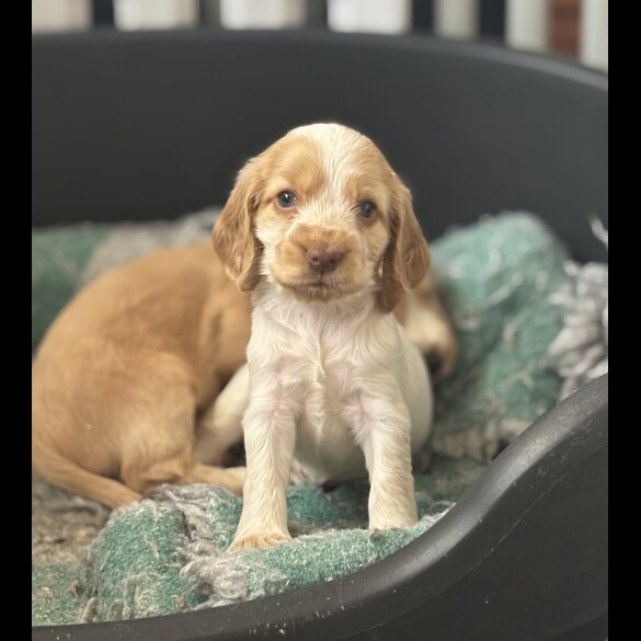 Cocker Spaniel (Show) - Both