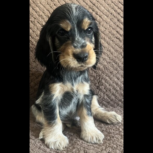 Cocker Spaniel (Show) - Both