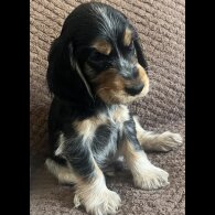 Cocker Spaniel (Show) - Both