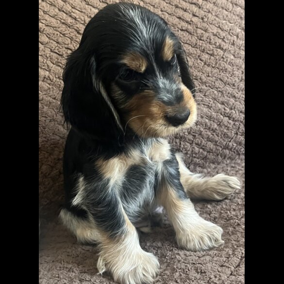 Cocker Spaniel (Show) - Both