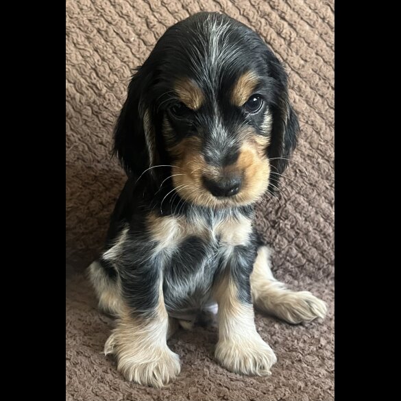 Cocker Spaniel (Show) - Both