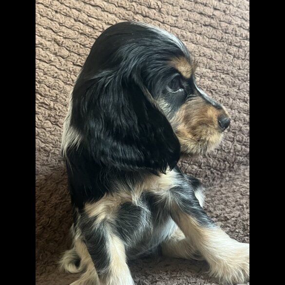 Cocker Spaniel (Show) - Both