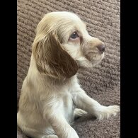 Cocker Spaniel (Show) - Both
