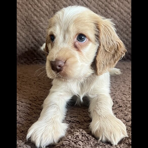 Cocker Spaniel (Show) - Both