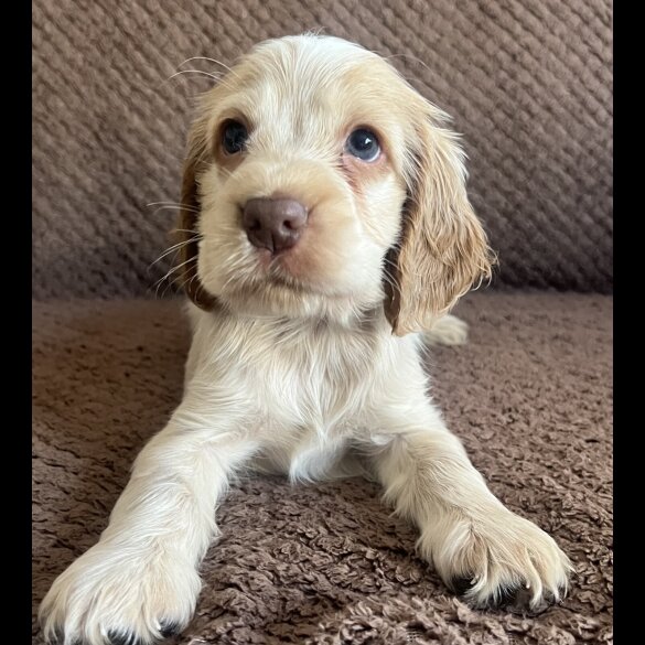 Cocker Spaniel (Show) - Both