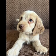 Cocker Spaniel (Show) - Both