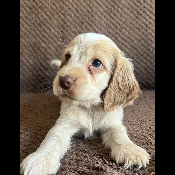 Cocker Spaniel (Show) - Both