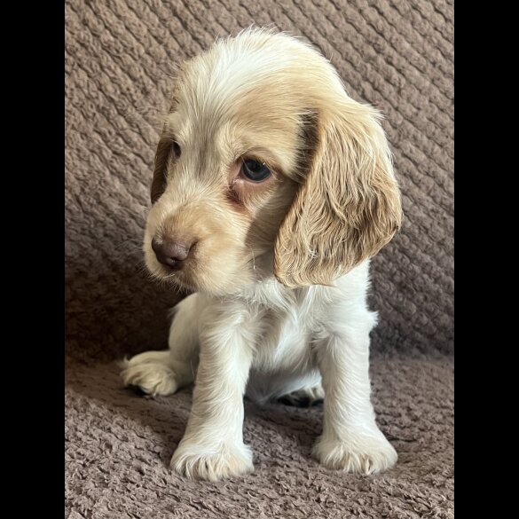 Cocker Spaniel (Show) - Both
