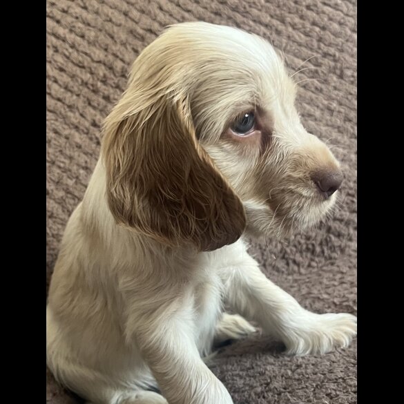 Cocker Spaniel (Show) - Both
