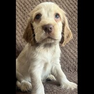 Cocker Spaniel (Show) - Both
