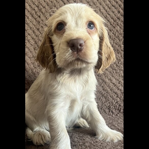 Cocker Spaniel (Show) - Both
