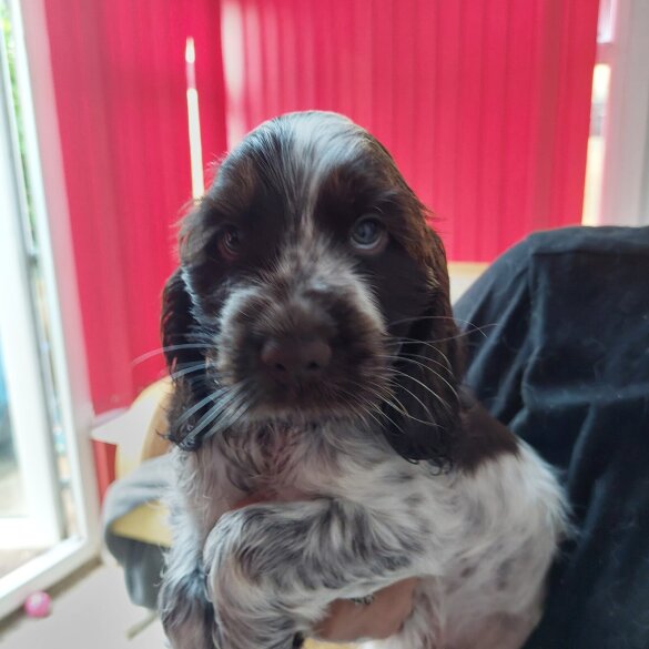 Cocker Spaniel (Show) - Both