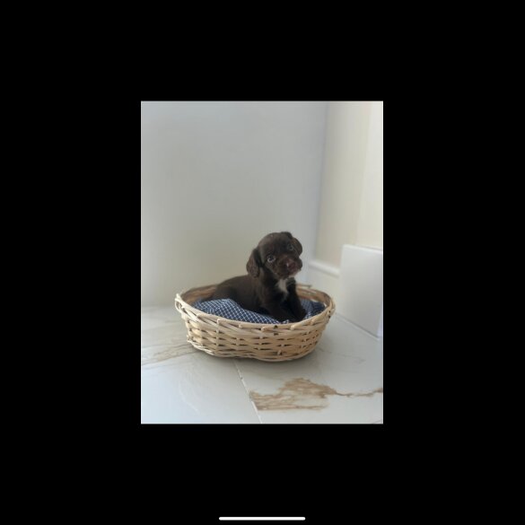 Cocker Spaniel (Show) - Both
