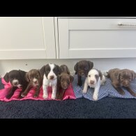 Cocker Spaniel (Show) - Both